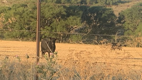 Alfalfa