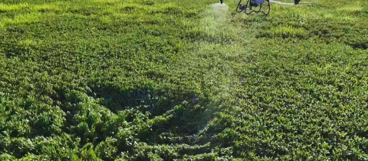 Los drones aplicadores amplían las posibilidades de manejo en los cultivos